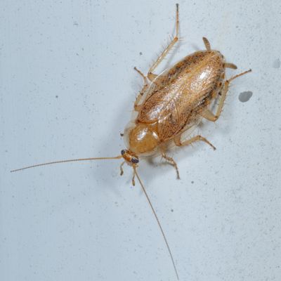 Cockroaches : Blattellidae
