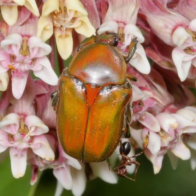 Euphoria fulgida
