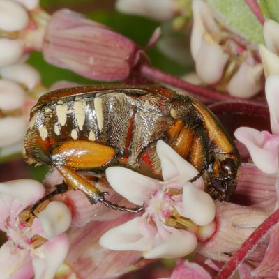 Cetoniinae : Fruit and Flower Chafers