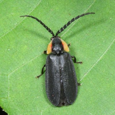 Genus Lucidota