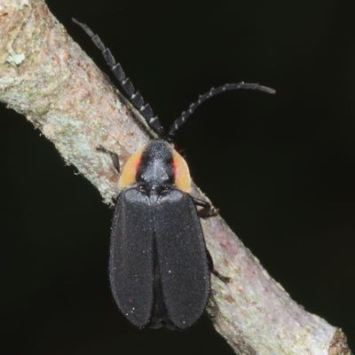 b 0H7A7555.JPG