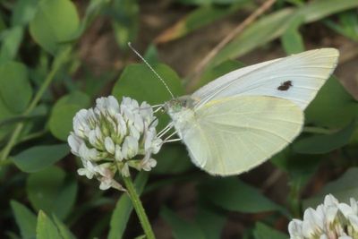 Cabbage White 0H7A7551.JPG