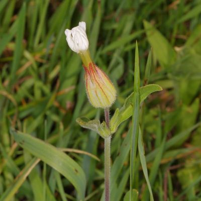 Silene latifolia * White Campion