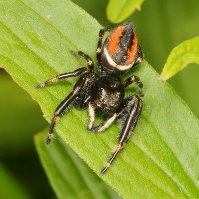 Phidippus clarus