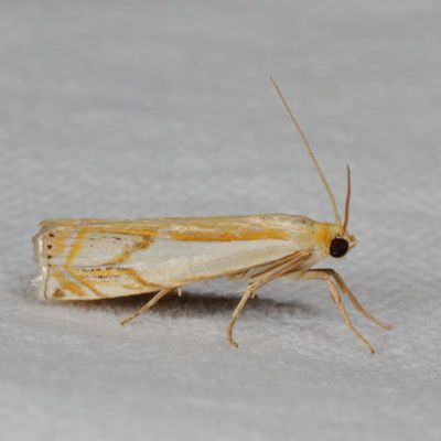 Hodges#5362 * Double-banded Grass-veneer * Crambus agitatellus