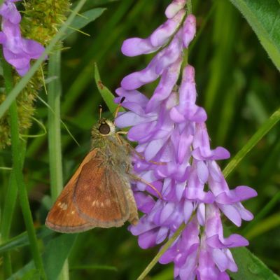 Little Glassywing