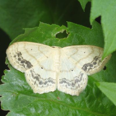7086-7181 : Idaea, Leptostales, Waves