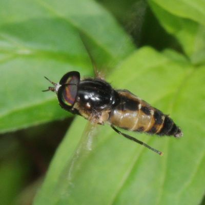 Genus Hybomitra