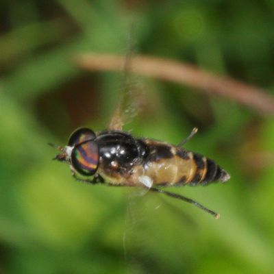 Genus Hybomitra