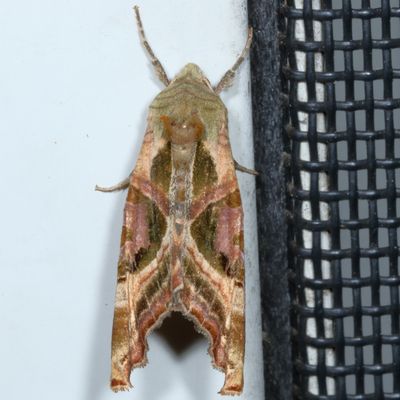 Noctuidae - Amphipyrinae Moths : 9325 - 9872