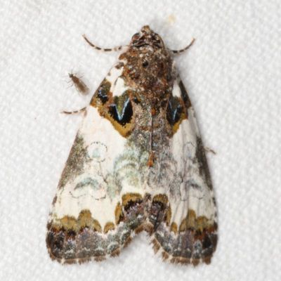 Noctuidae - Plusiinae through Agaristinae Moths : 8880 - 9324