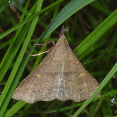 Noctuidae: Herminiinae through Hypeninae Moths 8322 - 8489