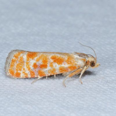 2867-3399 : Olethreutinae - Eucosmini