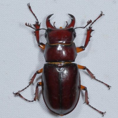 Lucanus capreolus : Reddish-brown Stag Beetle