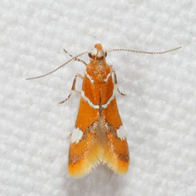 0855-1075 : Oecophoridae - Elachistidae