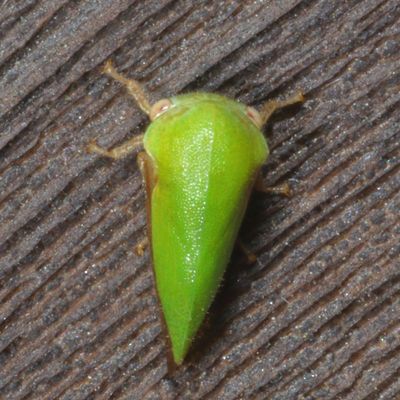 Ophiderma evelyna