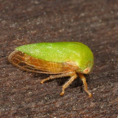 Ophiderma evelyna