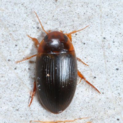 Genus Copelatus