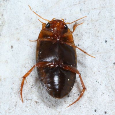 Dytiscidae : Predacious Diving Beetles