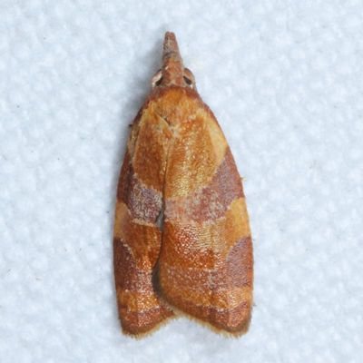3695-3753 : Tortricidae : Tortricinae - Sparganothidini