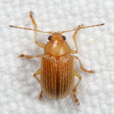 Eumolpinae