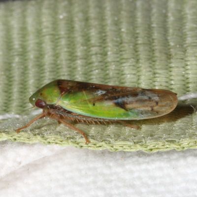 Subfamily Iassinae