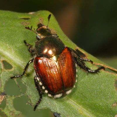 Japanese Beetle