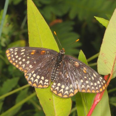 Baltimore Checkerspot