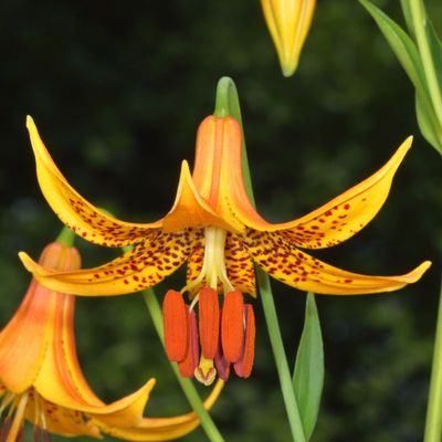 Wildflowers - MA