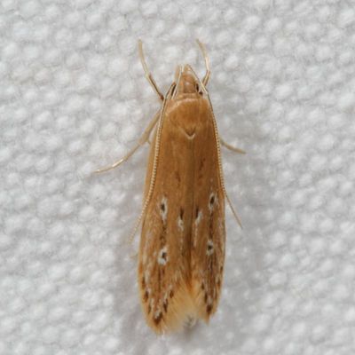 1076-1680 : Coleophoridae-Cosmopterigidae