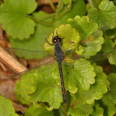 Seaside Dragonlet ♂