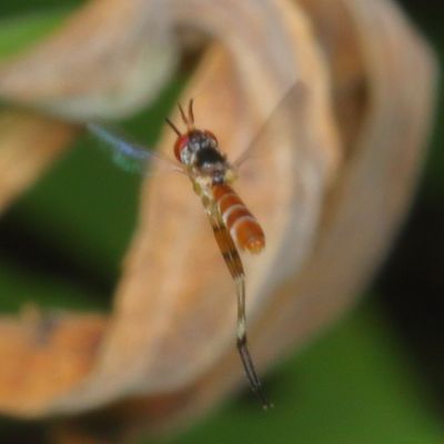 Stylogaster neglecta ♂