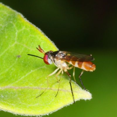 Conopidae : Thick-headed Flies