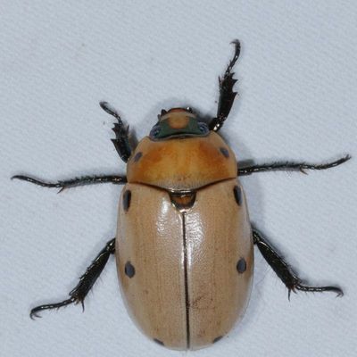 Pelidnota punctata * Grapevine Beetle