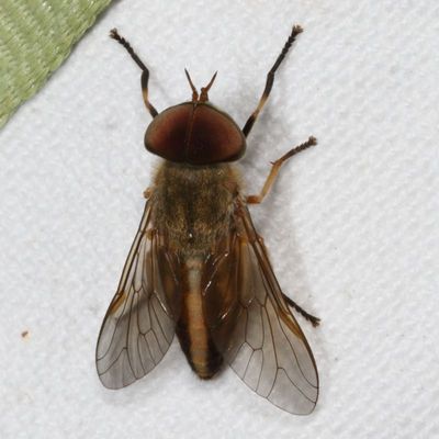 Tabanus lineola * Striped Horse Fly
