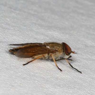 Tabanus lineola complex
