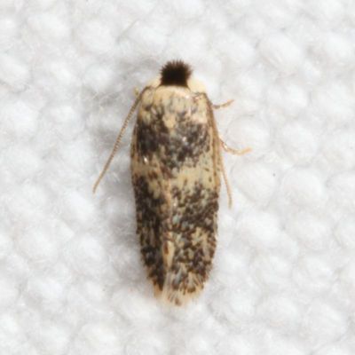 Hodges#0055 * Zimmermannia bosquella