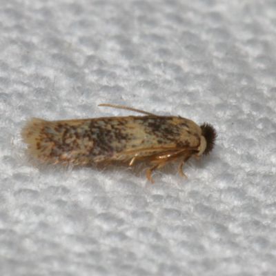0001-0854 : Micropterigoidea through Tineoidea