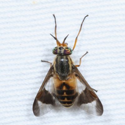 Chrysops celatus