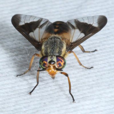 Chrysopsinae : Deer Flies