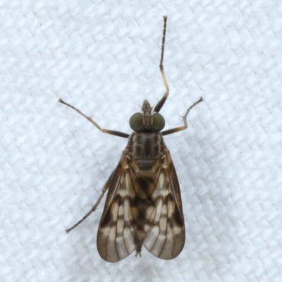 Rhagionidae : Snipe Flies