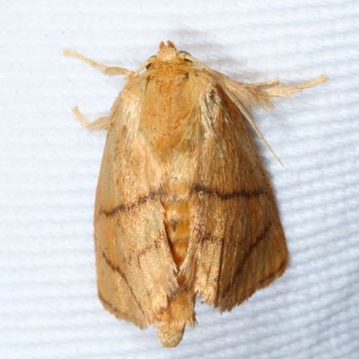 Hodges#4667 * Inverted Y Slug Moth * Apoda y-inversum