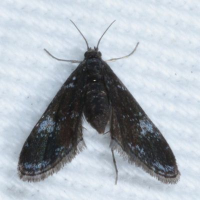 Hodges#4754 * Black Duckweed Moth * Elophila tinealis