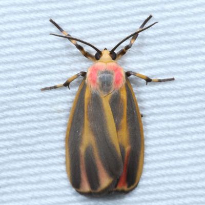 Arctiidae and Lymantriidae Moths : 8033 - 8321