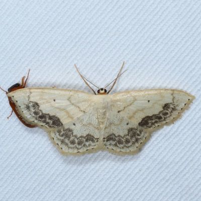 Hodges#7159 * Large Lace-border * Scopula limboundata