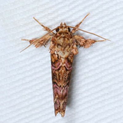 Hodges#9631 * Pink-Shaded Fern Moth * Callopistria mollissima