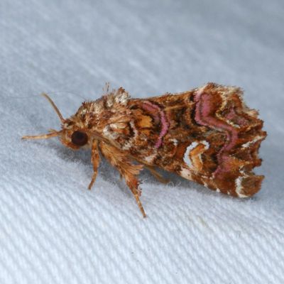Hodges#9631 * Pink-Shaded Fern Moth * Callopistria mollissima