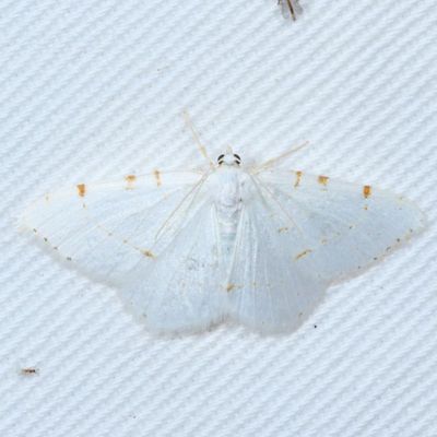 Hodges#6273 * Lesser Maple Spanworm Moth * Speranza pustularia
