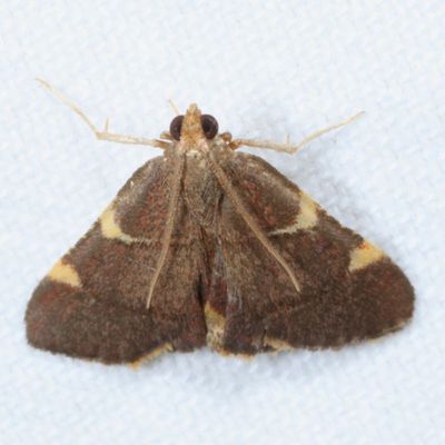 Pyralidae : 5510 - 5650 : Pyralidae - Gallerinae