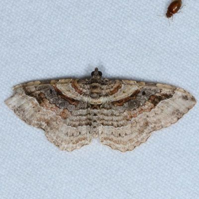Geometroidea Moths : 6256-7662